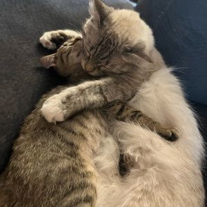 Meet your Posher, Bridget